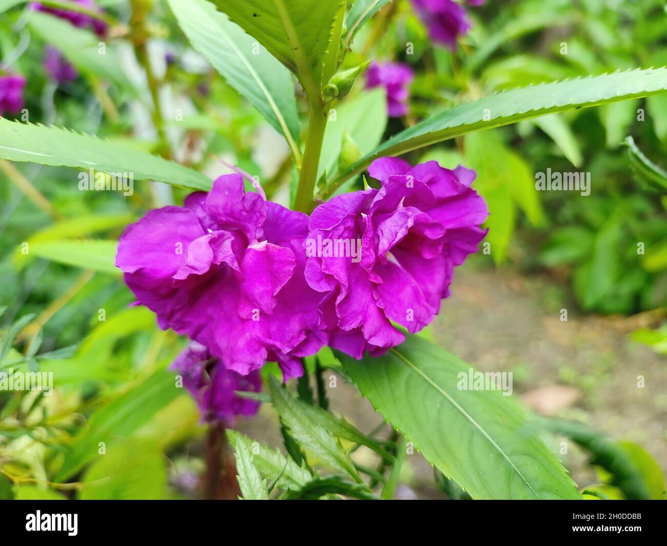 Closeup of a purple Impatiens balsamina flower Stock Photo