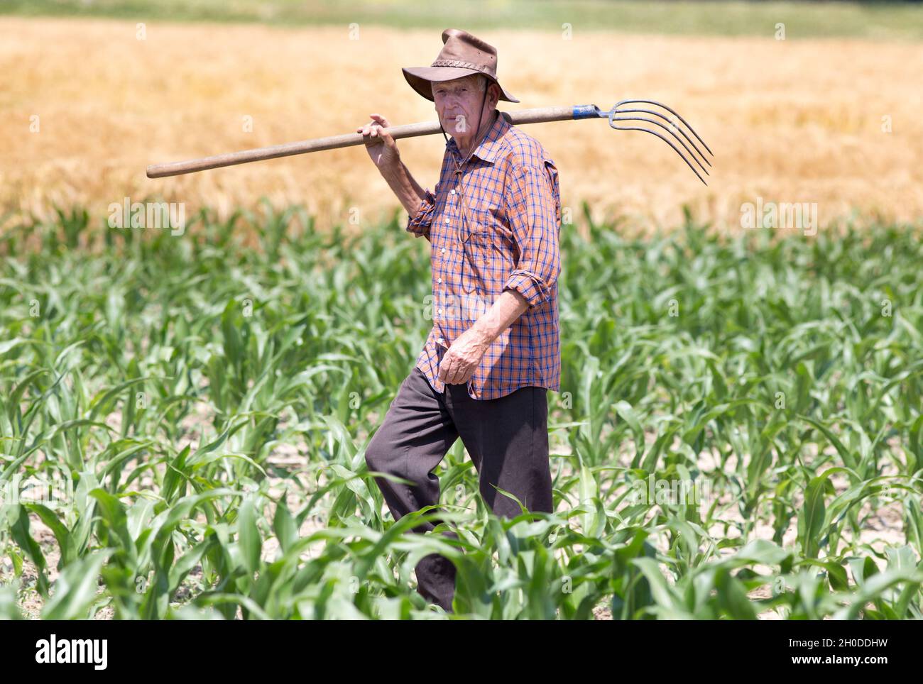 Agricultural and food concept. Old peasant standing in corn field and carring hayfork Stock Photo
