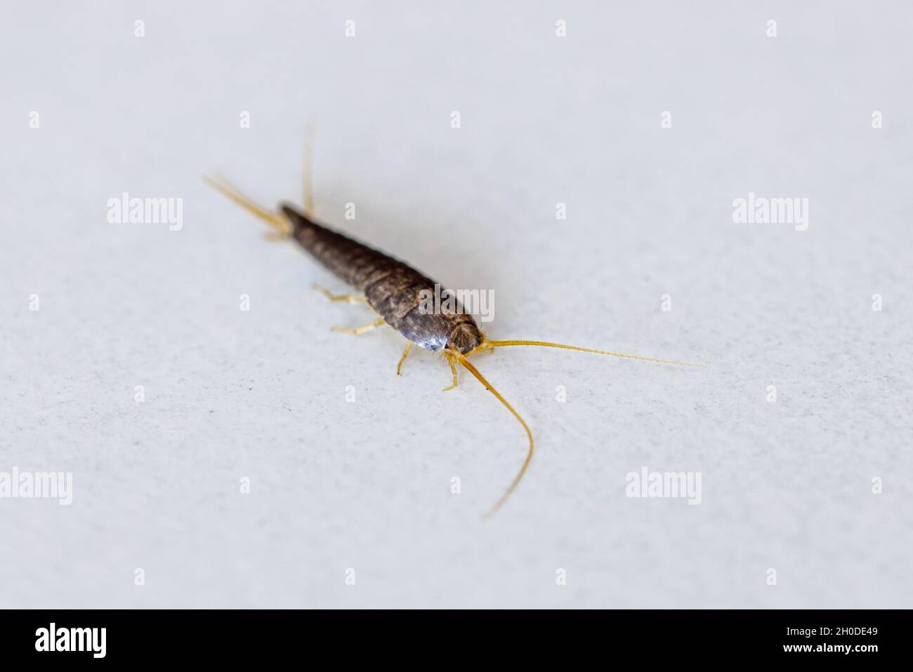 A silverfish or bookworm on a white background Stock Photo