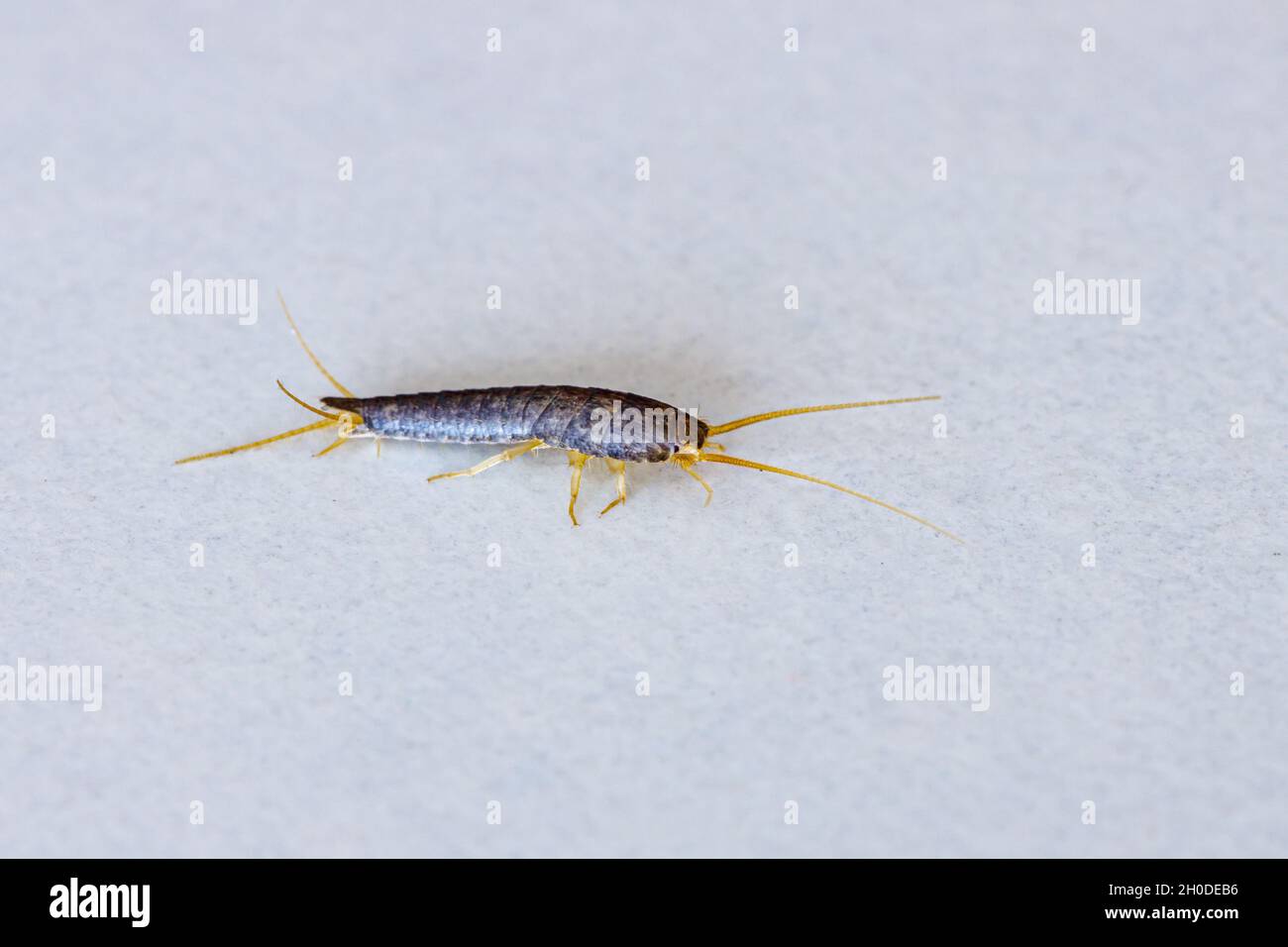 A silverfish or bookworm on a white background Stock Photo