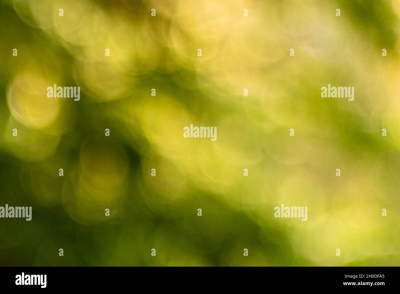 abstract soft green bokeh background with copy space Stock Photo
