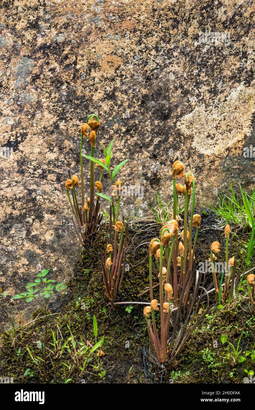 Fiddleheads and large rock rest on the banks  of the East Branch Sacandaga River in spring  Adirondack Park, New York Stock Photo