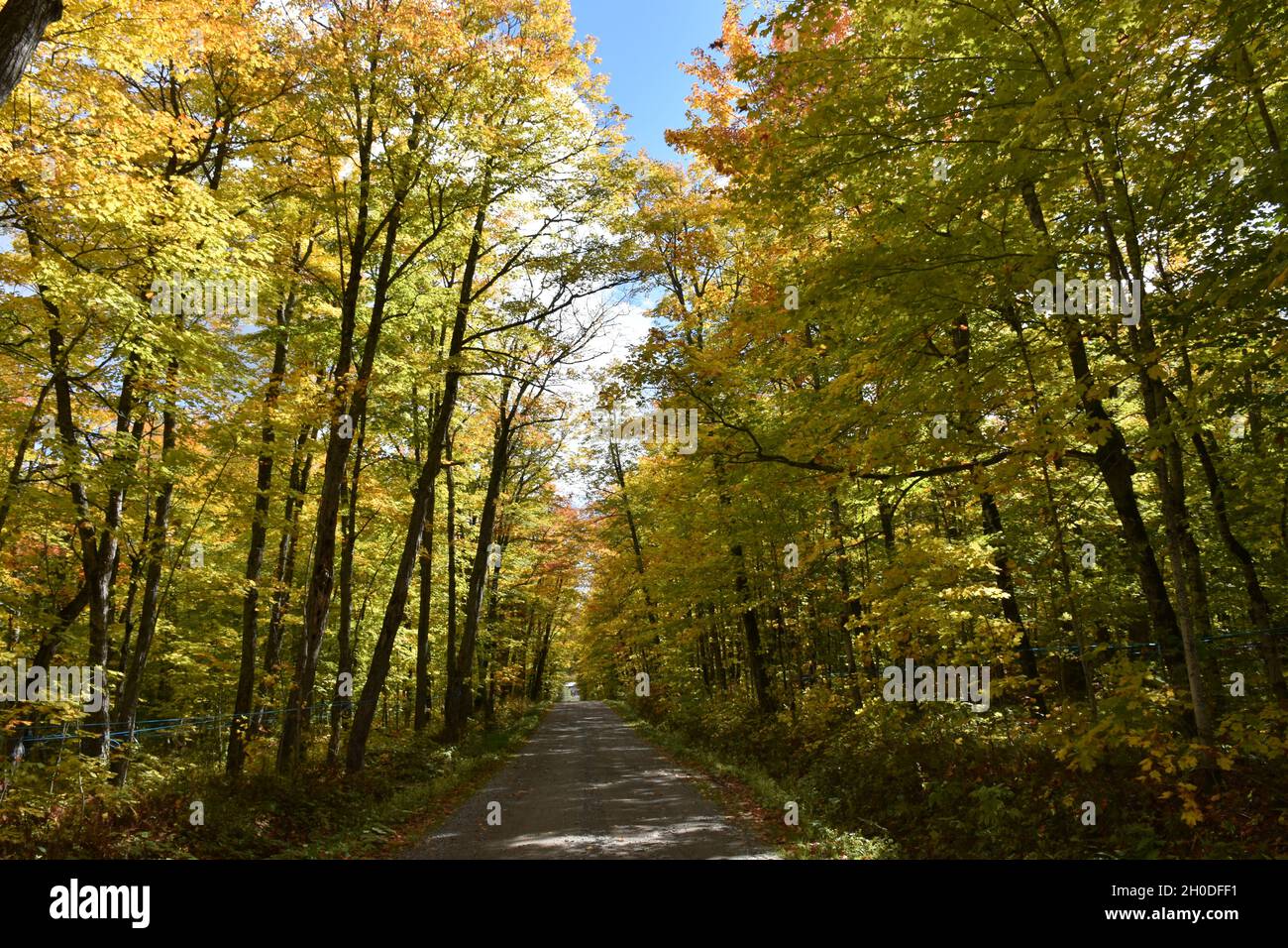 Arbre maple hi-res stock photography and images - Alamy