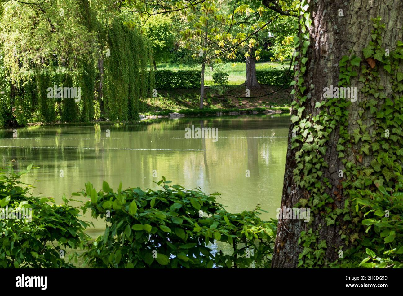 Tranquil lake scene with trees hi-res stock photography and images - Alamy