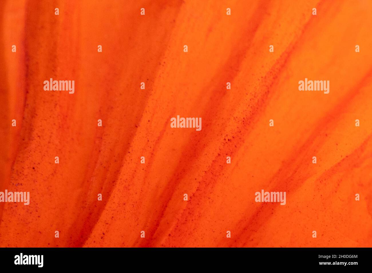abstract orange petal background with copy space. extreme closeup of ...