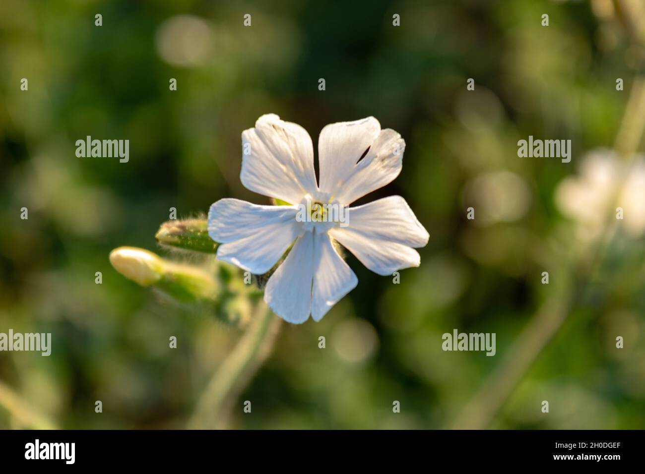 white campion (Silene latifolia) flowering plant close up against soft blurry dark green background Stock Photo