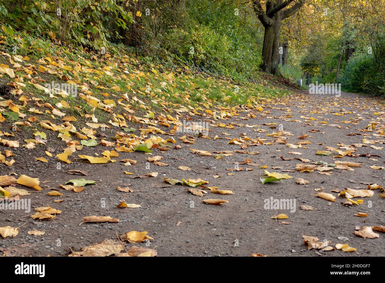 Autumn pathway covered with fallen yellow leaves in a forest setting ...