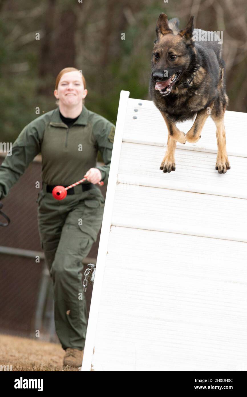 The job of a U.S. Marine Corps military working dog handler is never lonely. With a four legged partner padding along right beside you reading commands and body language as if it