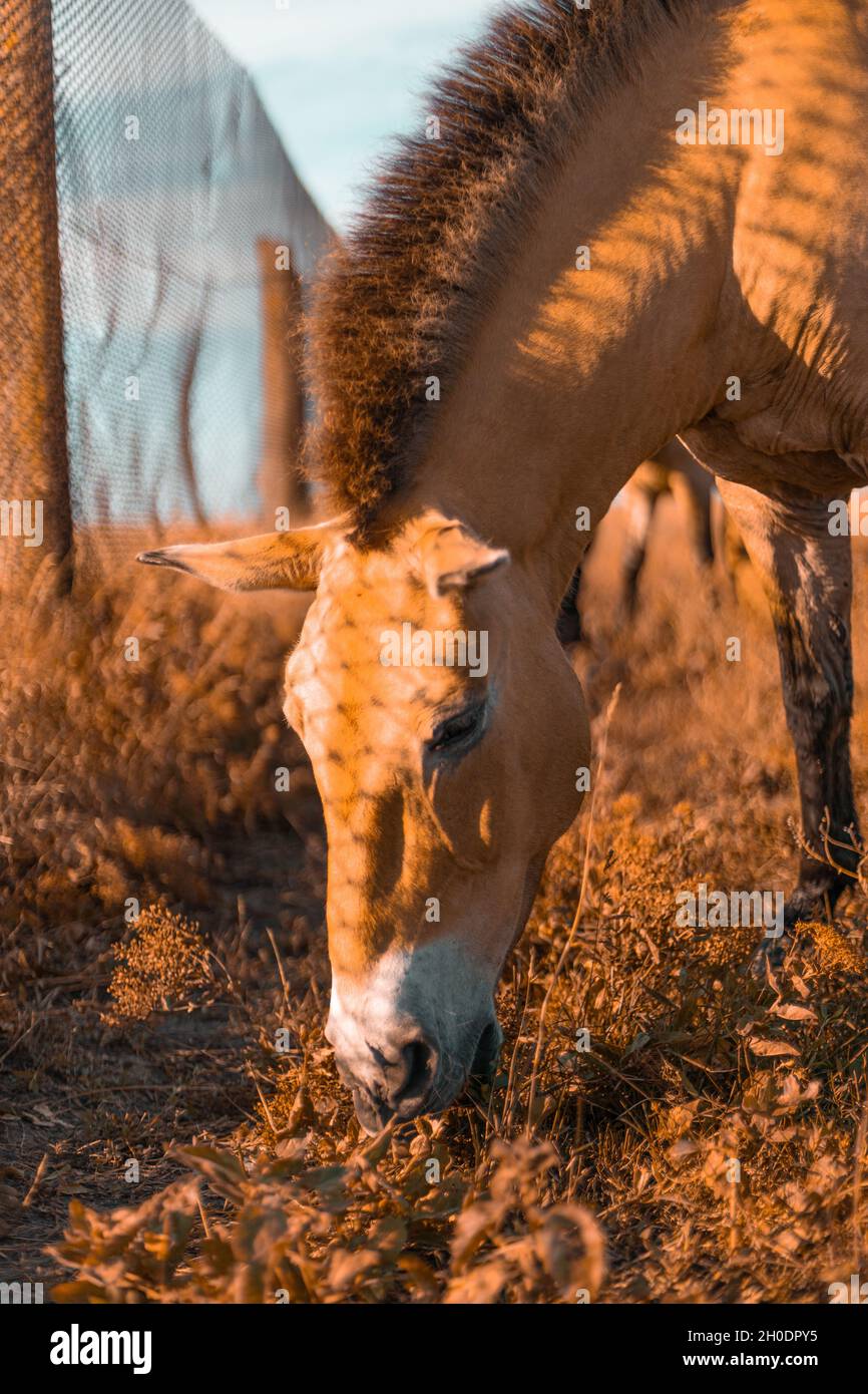A beautiful brown horse grazes in a meadow in the Carpathians. Ukraine. Stock Photo