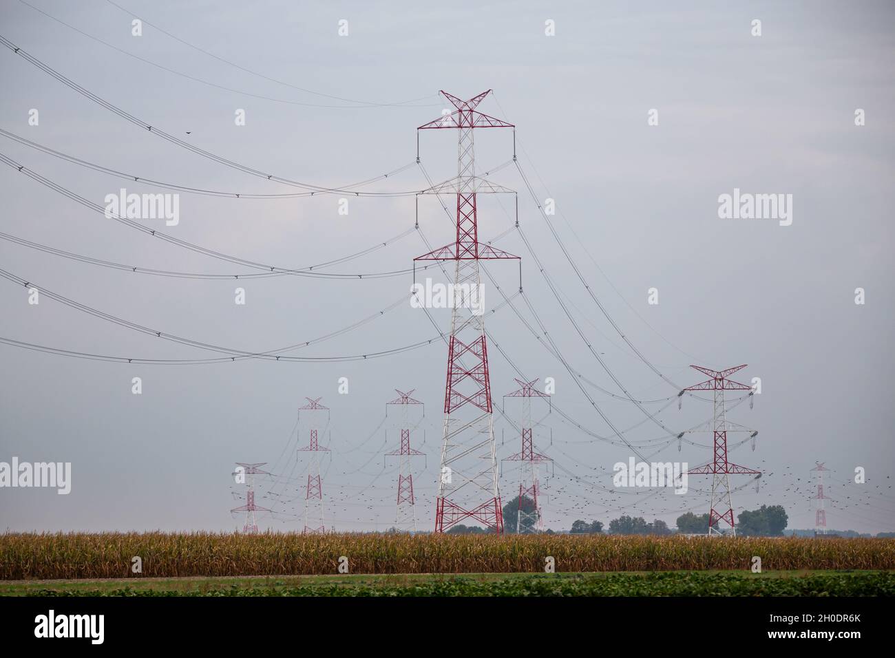 Many high voltage poles standing in the fields in cloudy day. Photo taken under natural lighting conditions. Lot of copy space Stock Photo