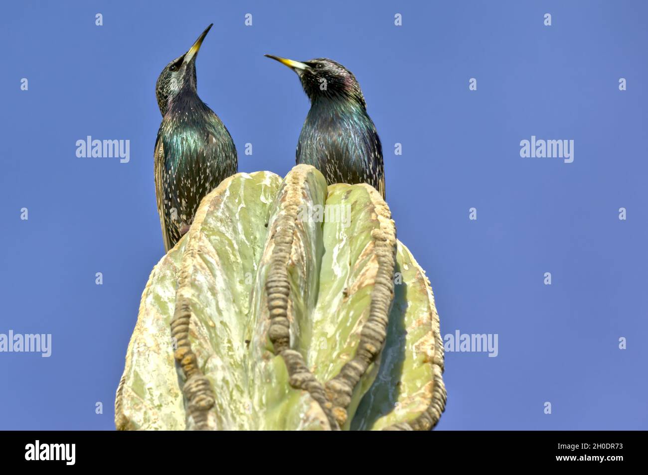 A pair of Starlings on top of a cactus in Arizona looking skyward in response to an aircraft flying overhead. Please note that Starlings are not nativ Stock Photo