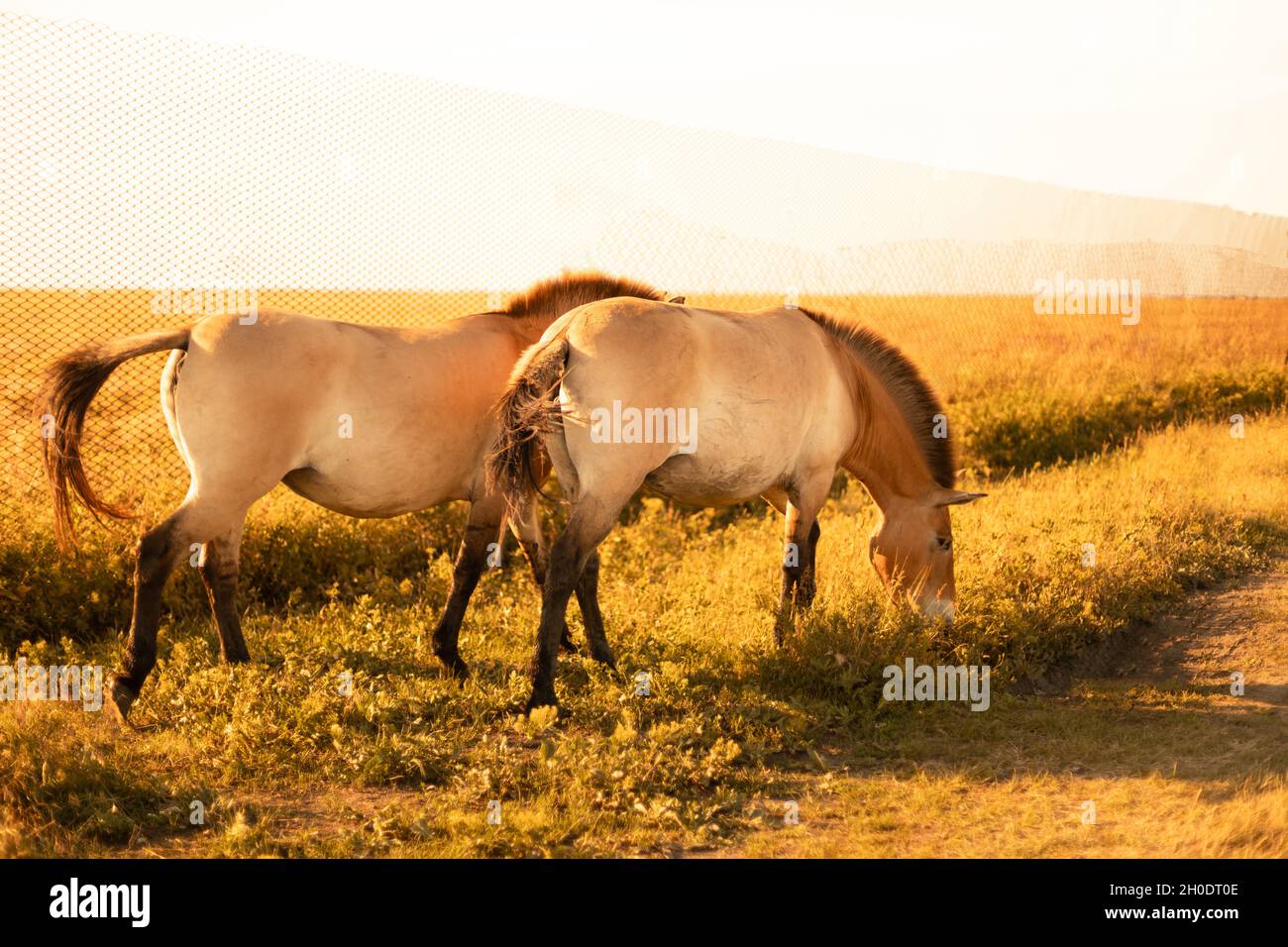 Beautiful young two brown horses walk in the corral on ranch. Animal ...