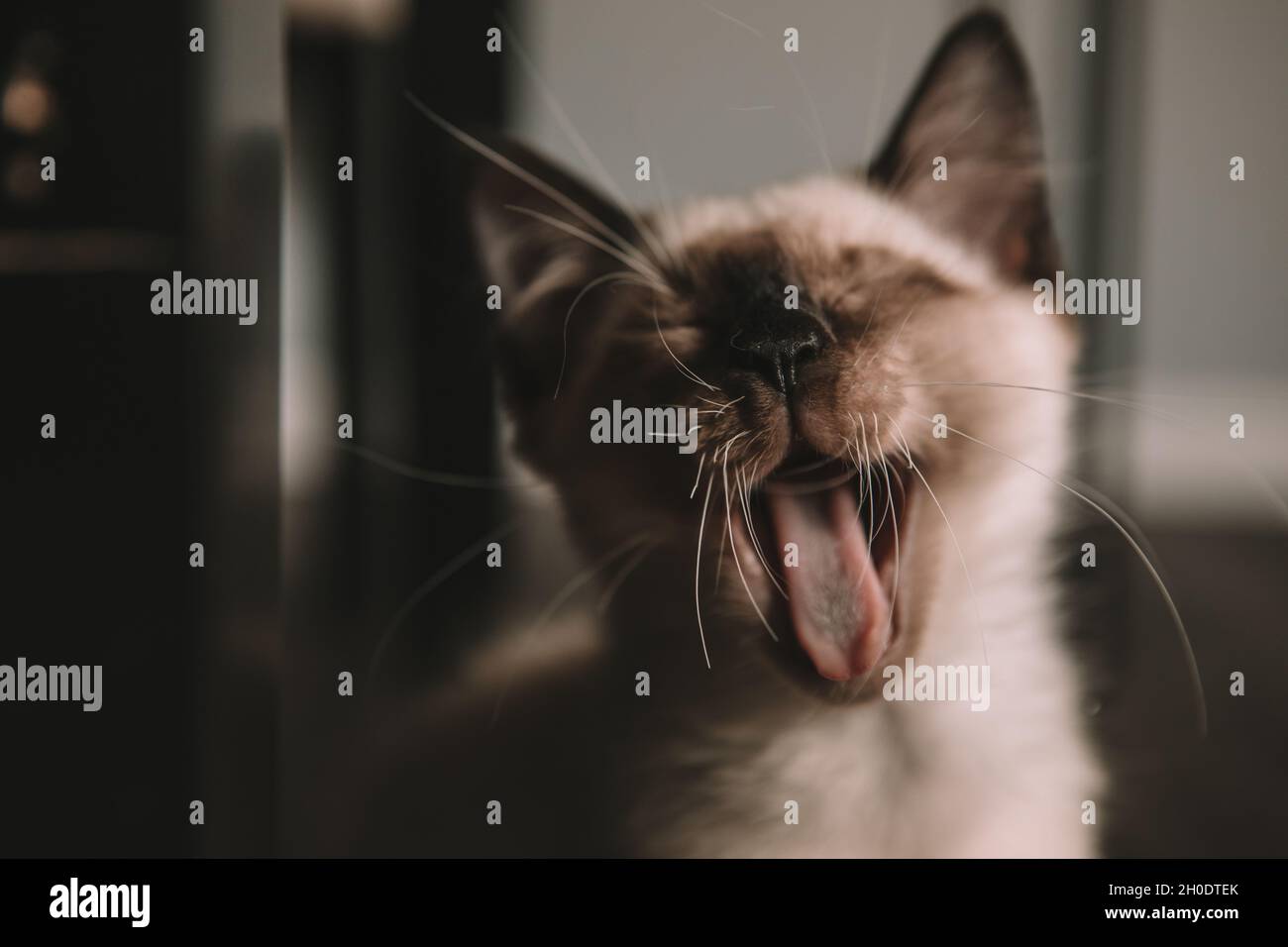 siamese kitten yawning - tongue Stock Photo
