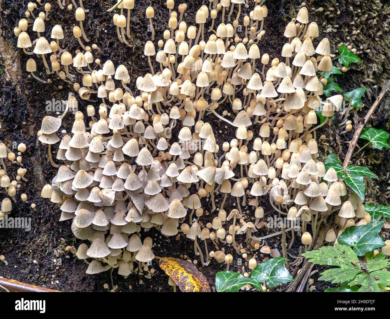 Cluster of brittlestem mushrooms on a rotting tree stump Stock Photo