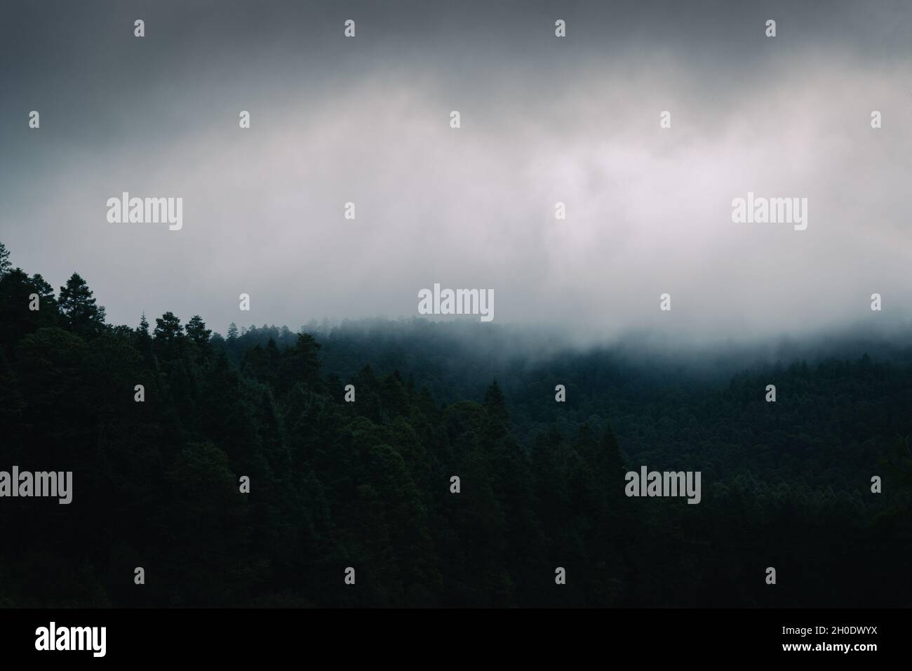Dark foggy forest trail hi-res stock photography and images - Alamy