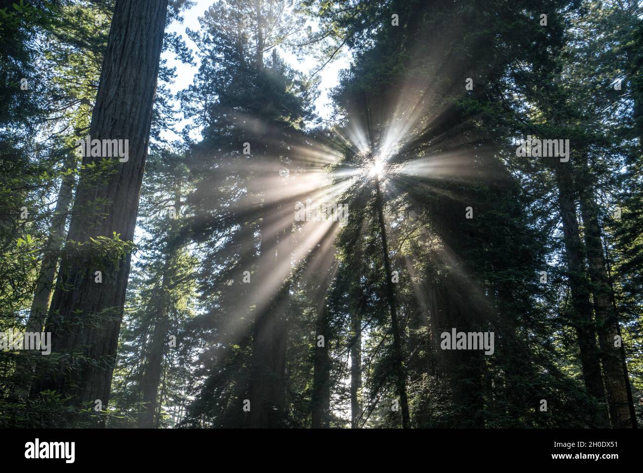 Crepuscular sunlight rays piercing through the fog in a redwood grove in Northern California Stock Photo