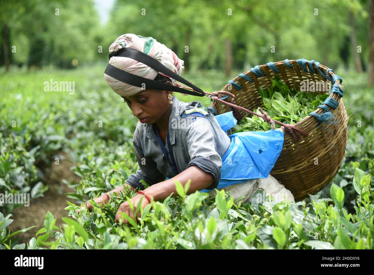 Woman workers pick tea leaves at a tea garden. Stock Photo