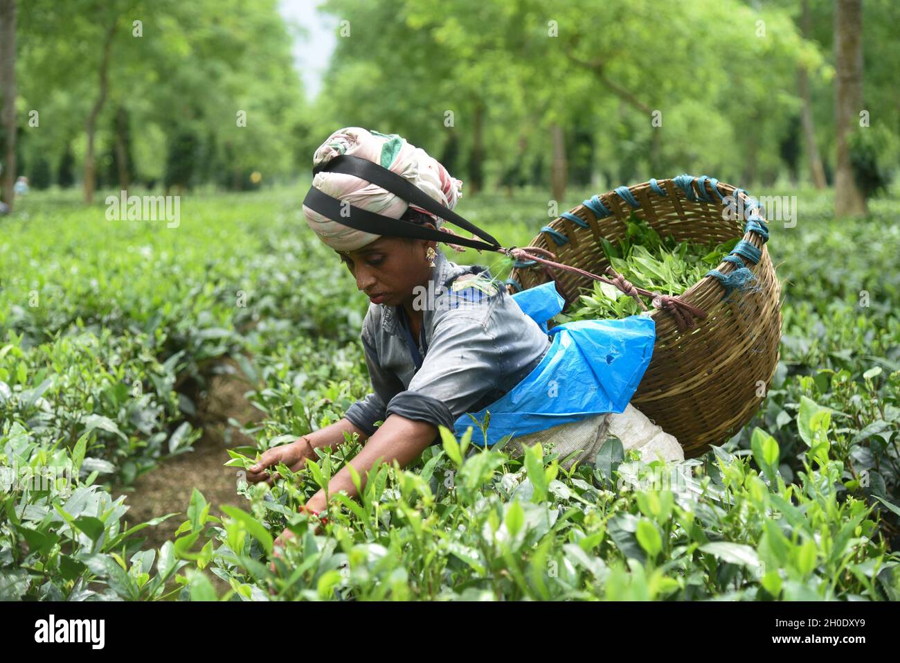 Woman workers pick tea leaves at a tea garden. Stock Photo