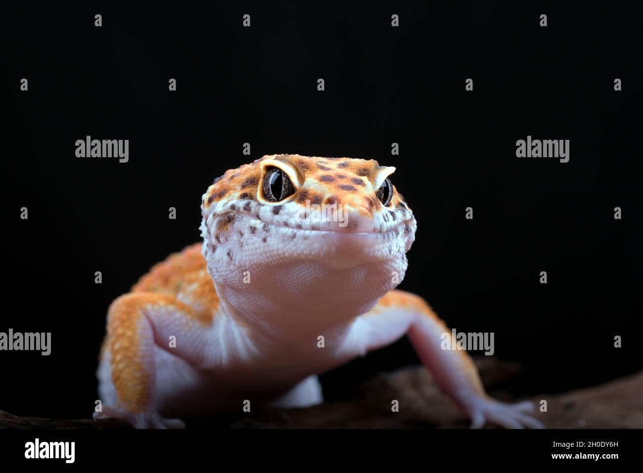 leopard gecko isolated on black background Stock Photo