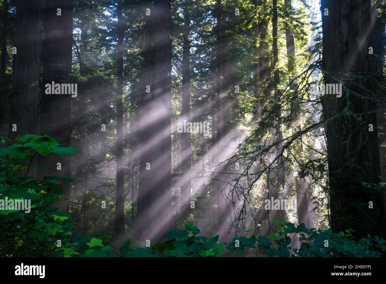 Crepuscular sunlight rays piercing through the fog in a redwood grove in Northern California Stock Photo