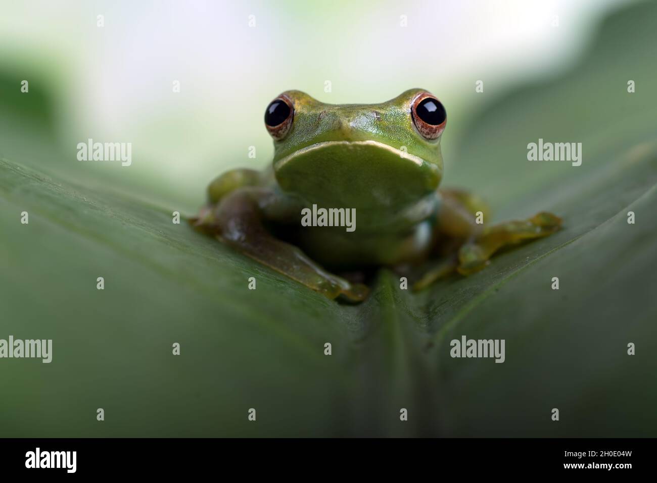 Malayan flying frog on a big leaf Stock Photo
