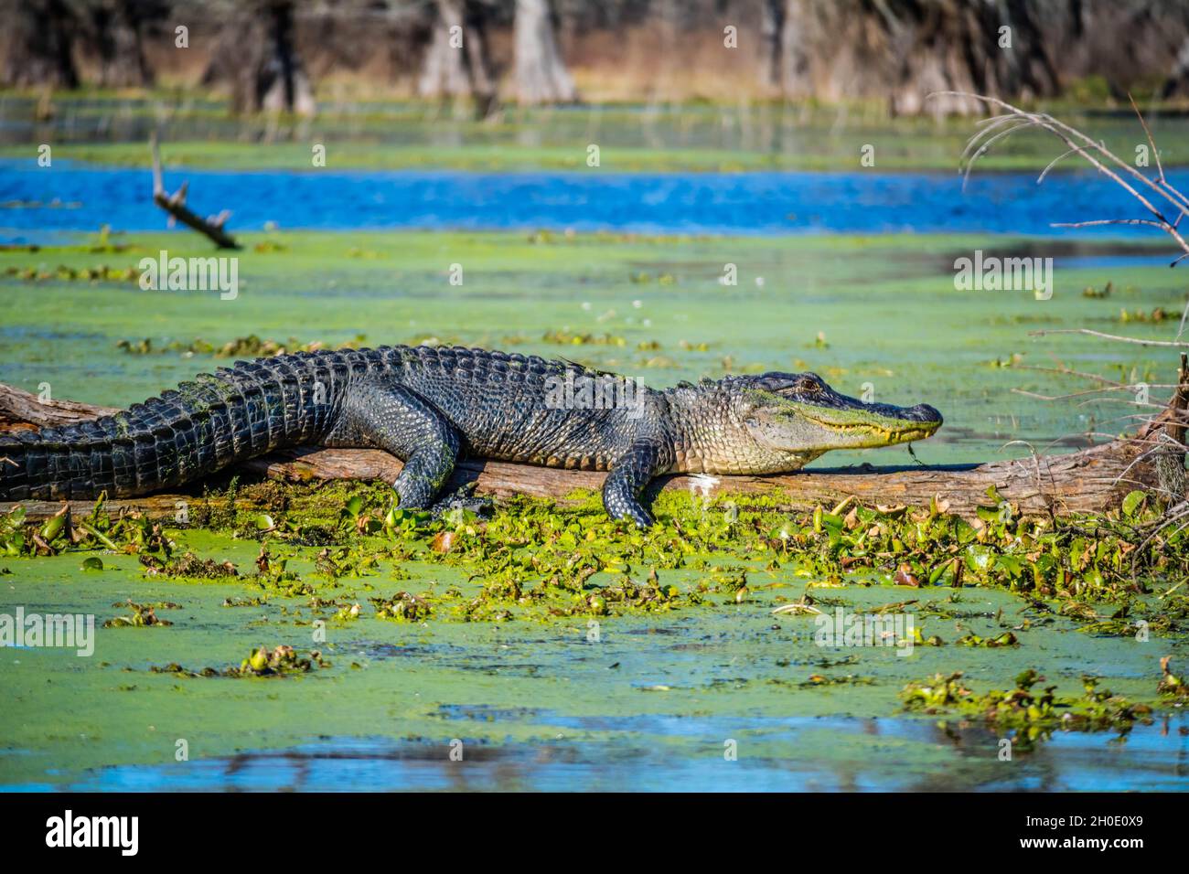 Swamp Tour & Alligator Wrangling