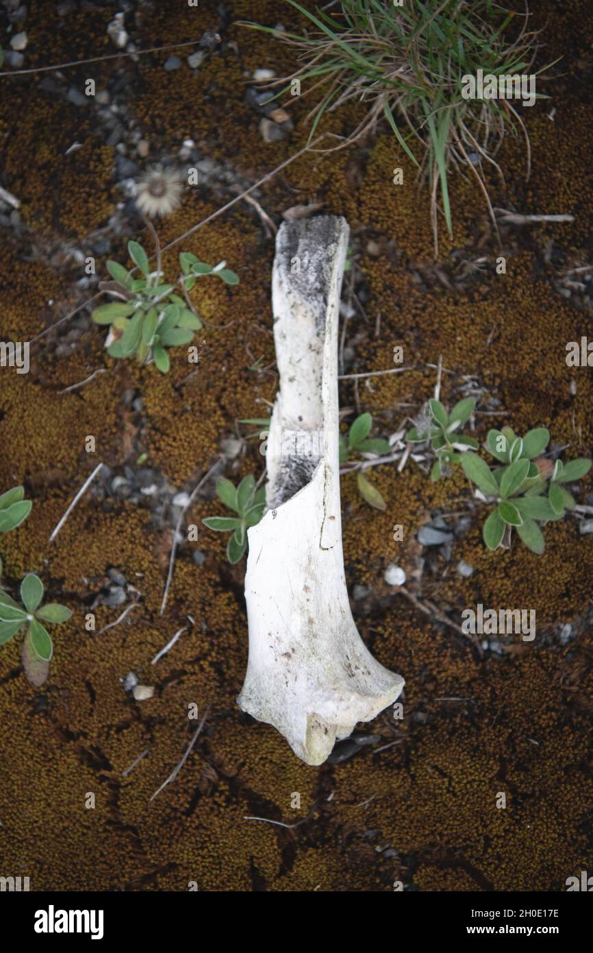 A bone of an animal lies on moss Stock Photo