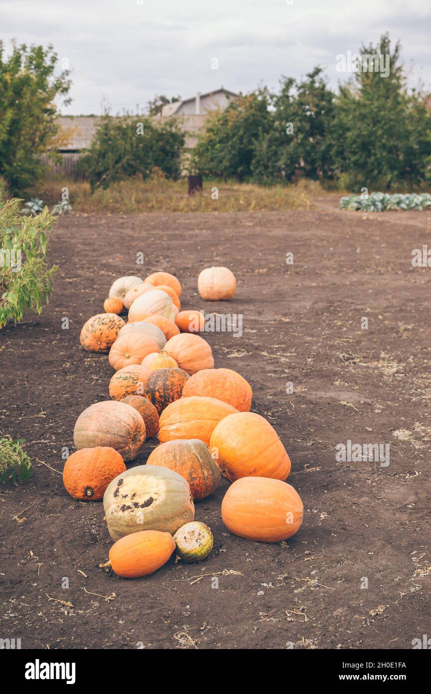 Many bright orange and green pumpkins in the rural garden Stock Photo ...