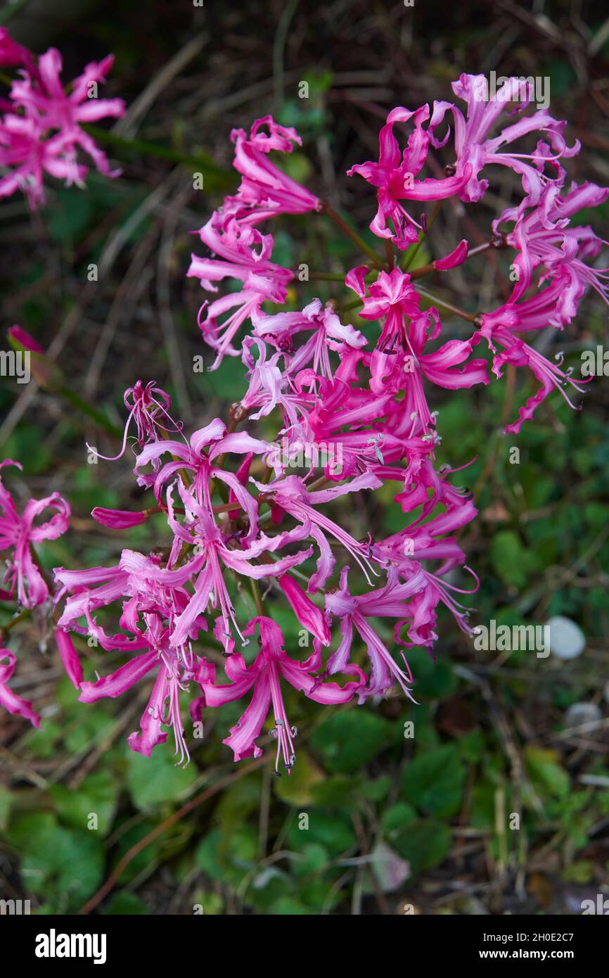 Guernsey Lily (Nerine sarniensis) in flower during the autumn ( Stock Photo