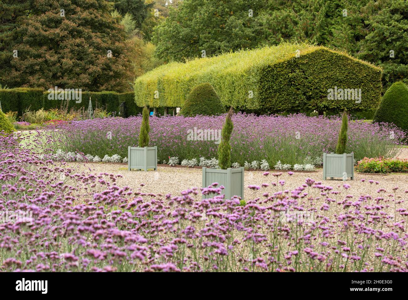 Fabulous display of Verbena in the Italian Garden at Glamis Castle, Angus, Scotland. Stock Photo