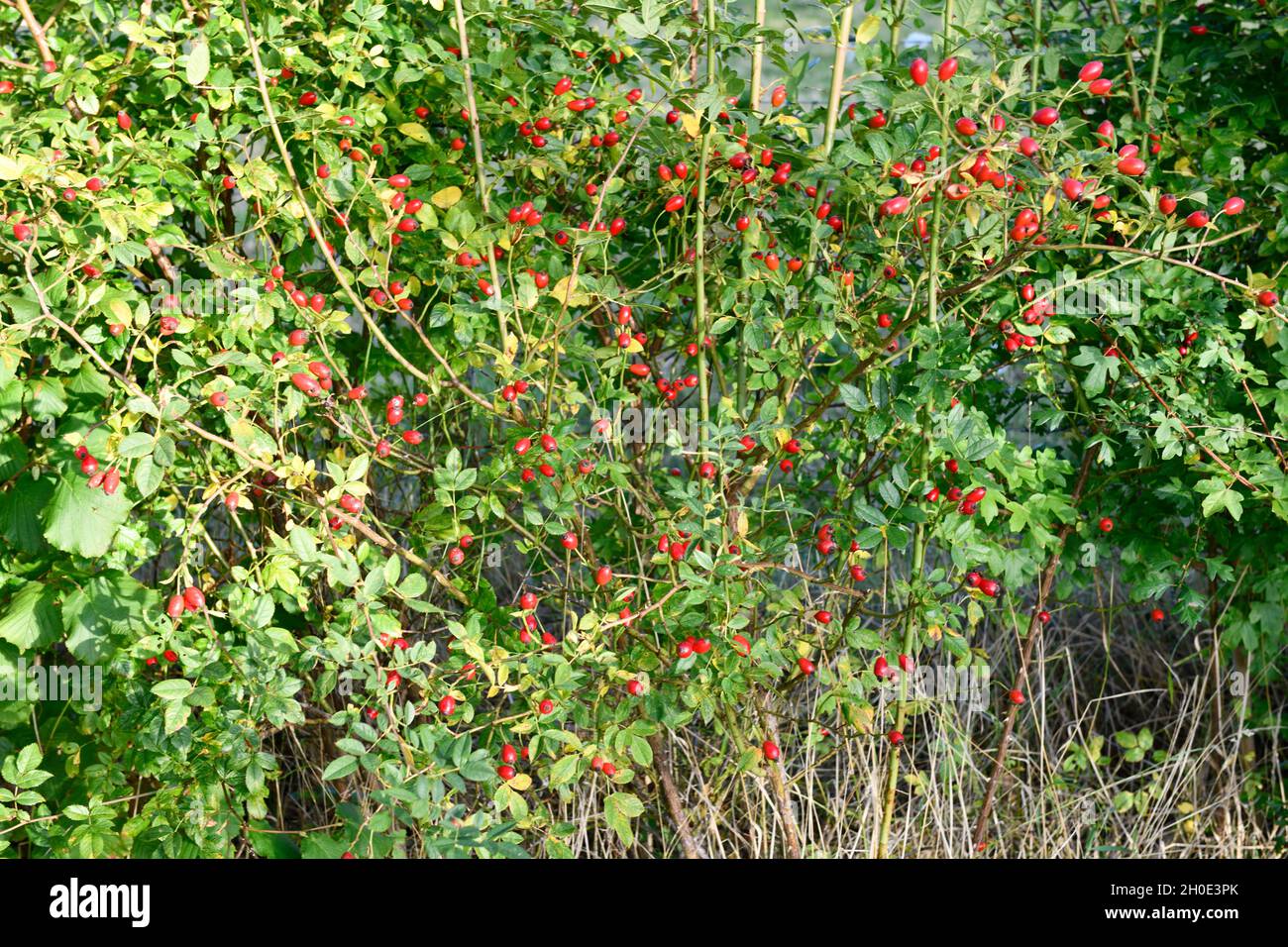 Rose Hip (Rosa rugosa) Plant  in Hedge Stock Photo