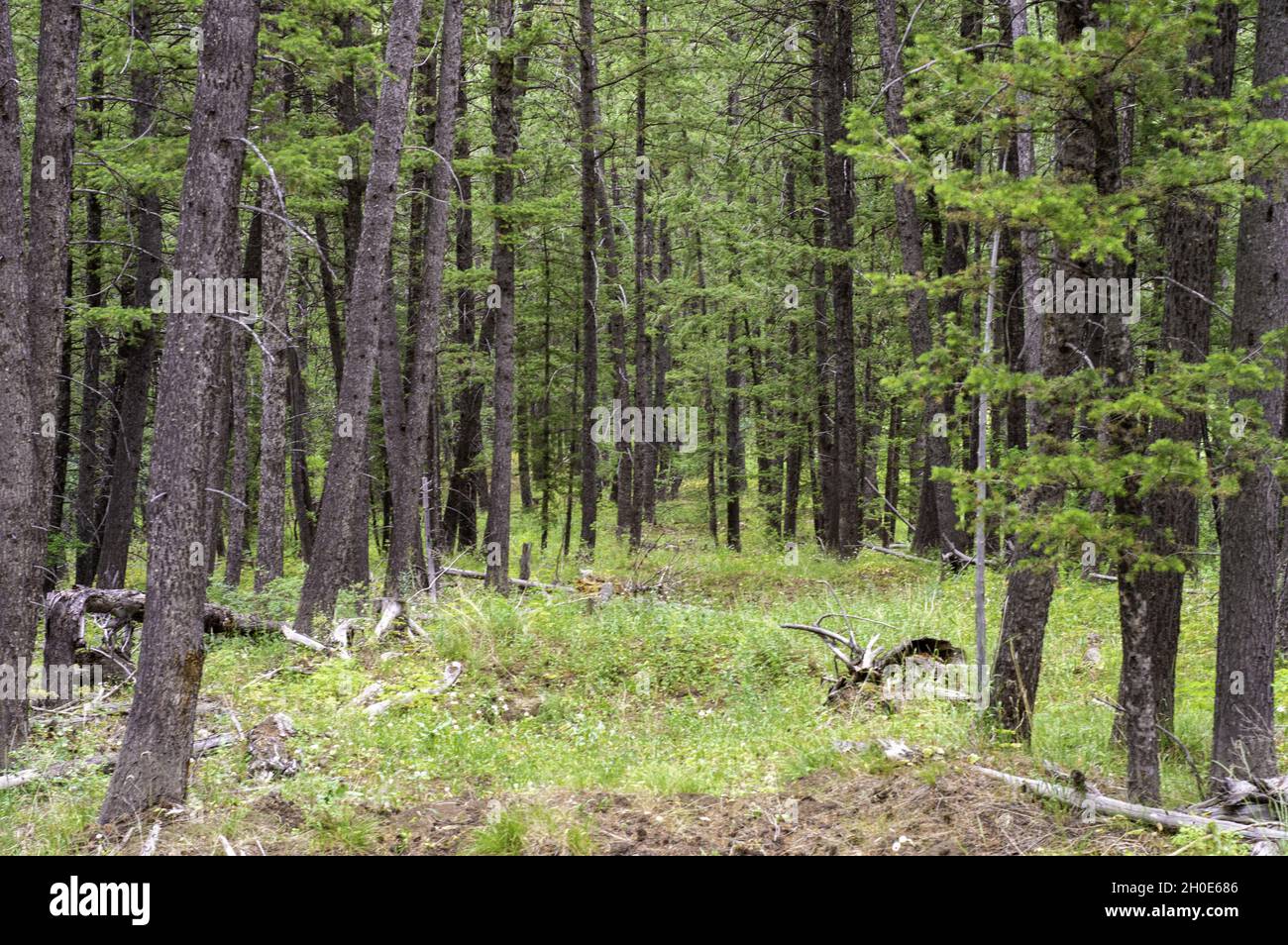 Beautiful view of maple trees with green leaves in a forest Stock Photo ...