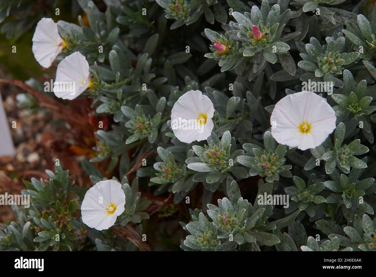 Boronia High Resolution Stock Photography and Images - Alamy