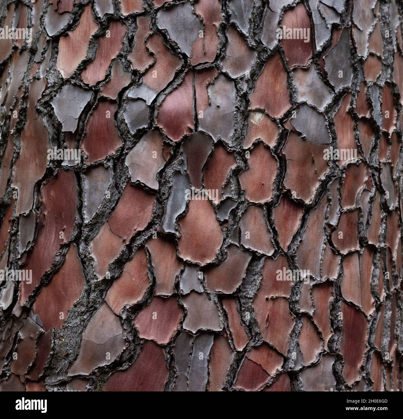 Maritime Pine, Pinus pinaster trunk symbol. Texture made of maritime pine tree bark. Beautiful Maritime Pine, Pinus pinaster trunk background. Concept Stock Photo