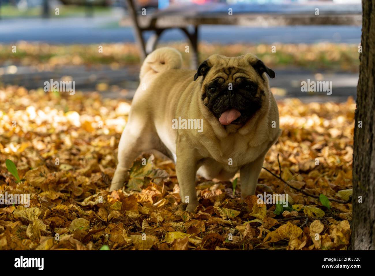 Pug Stock Photo