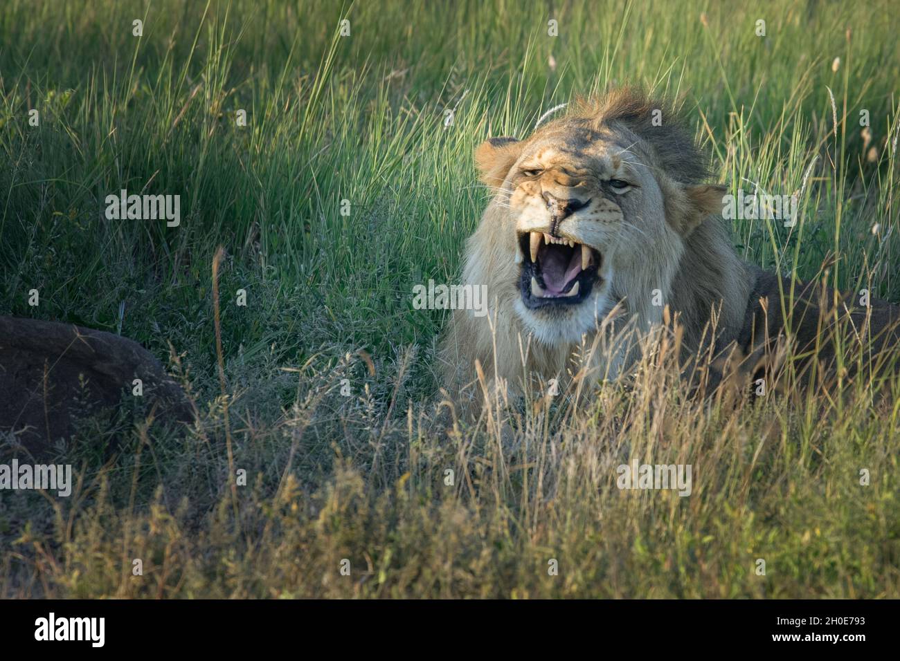 Across Africa lion population is dwindling rapidly. In Mid-1980s population was estimated at 200,000. Today it is 17,000 or less and declining. Stock Photo