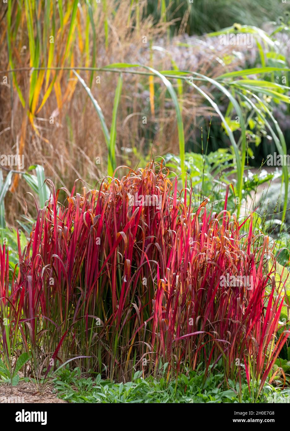 Deep red ornamental grass, by the name Imperata cylindrica Rubra