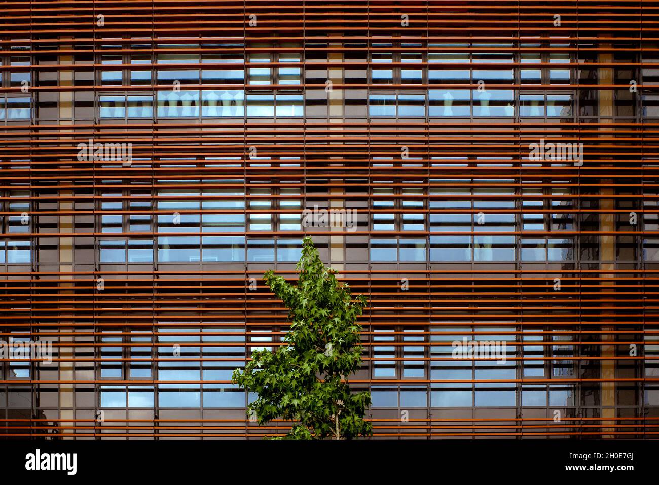A tree stands in front of a contemporary building. Nature juxtaposed with the built environment. Stock Photo