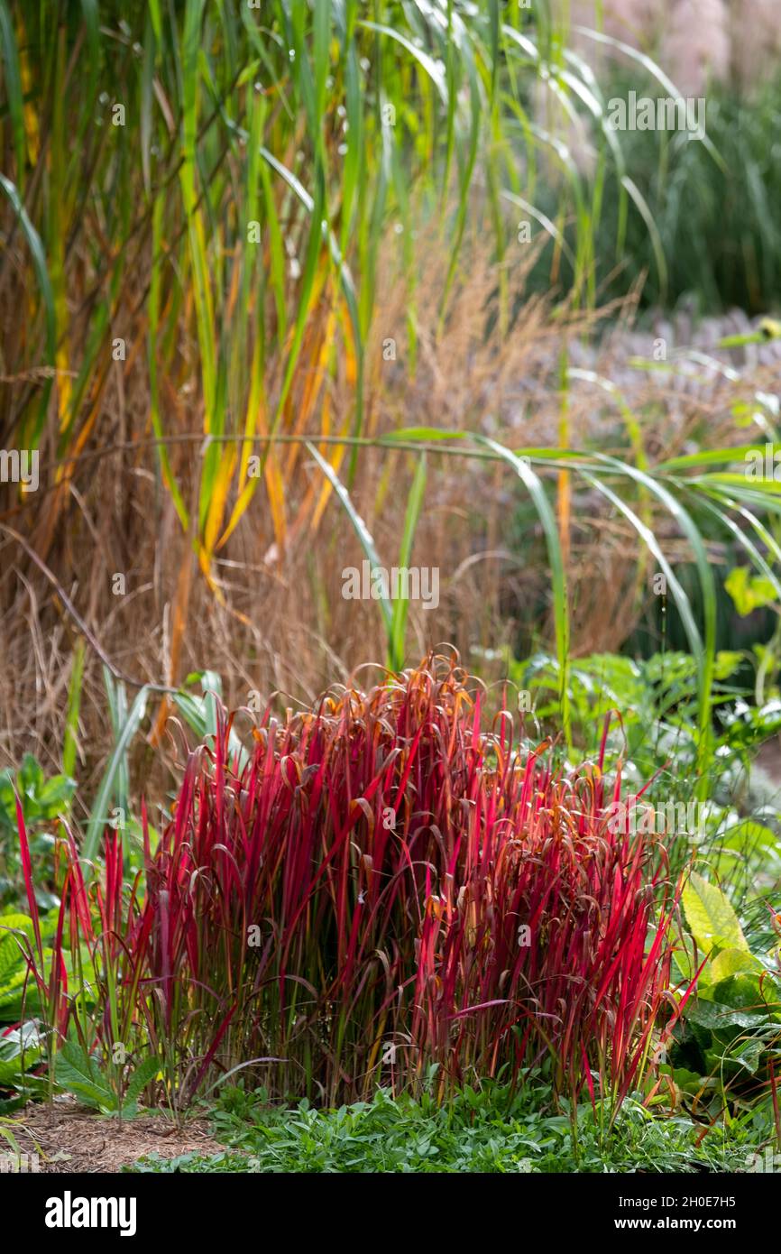 Deep red ornamental grass, by the name Imperata cylindrica Rubra
