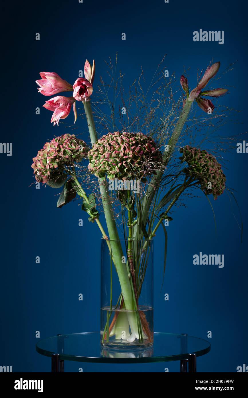 Fresh budding Amaryllis in a glass vase on a glass table with a dark