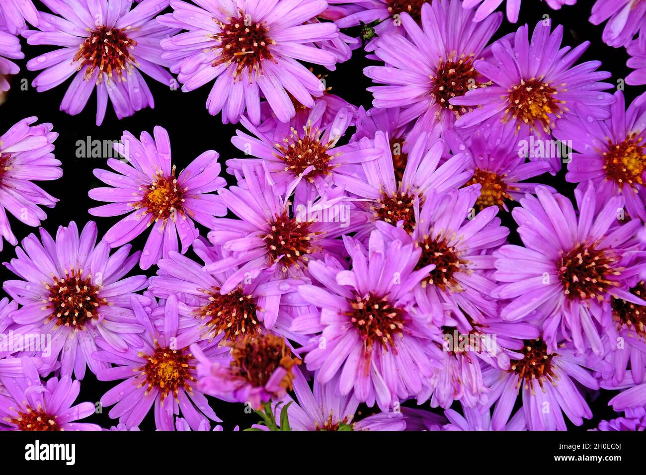 Aster flowers in a full format Stock Photo