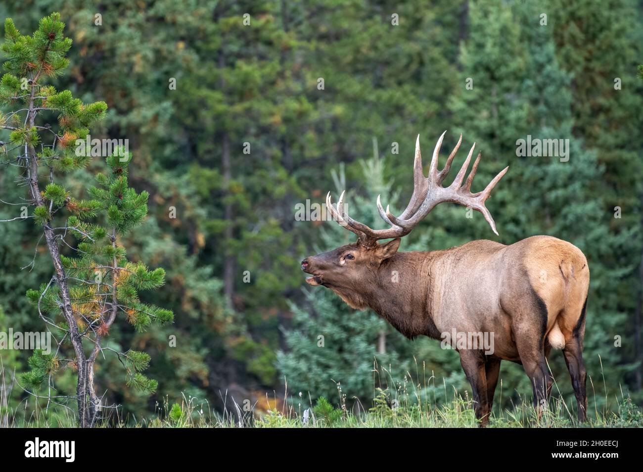 A large bull elk in a beautiful scene standing bugling Stock Photo