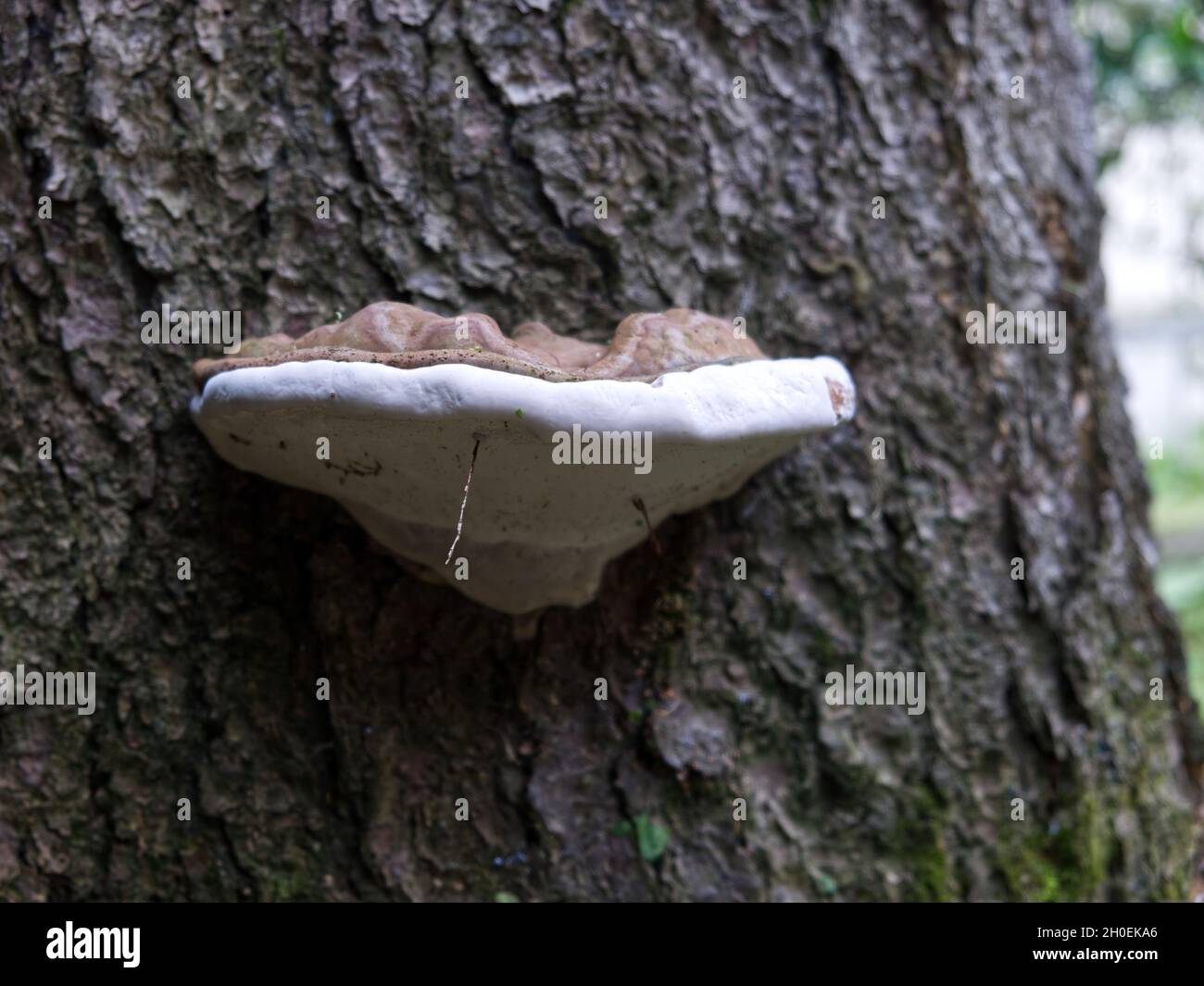 Beautiful closeup shot of the Artist's bracket fungus growing on a treeGanodermataceae family Stock Photo