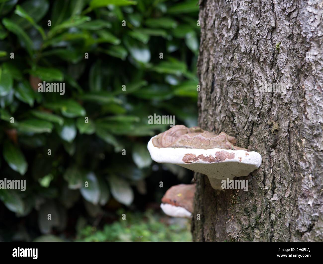 Beautiful closeup shot of the Artist's bracket fungus growing on a tree; Ganodermataceae family Stock Photo