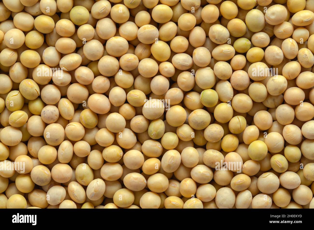 Pile of Soy Beans Background Texture Close Up. Stock Photo