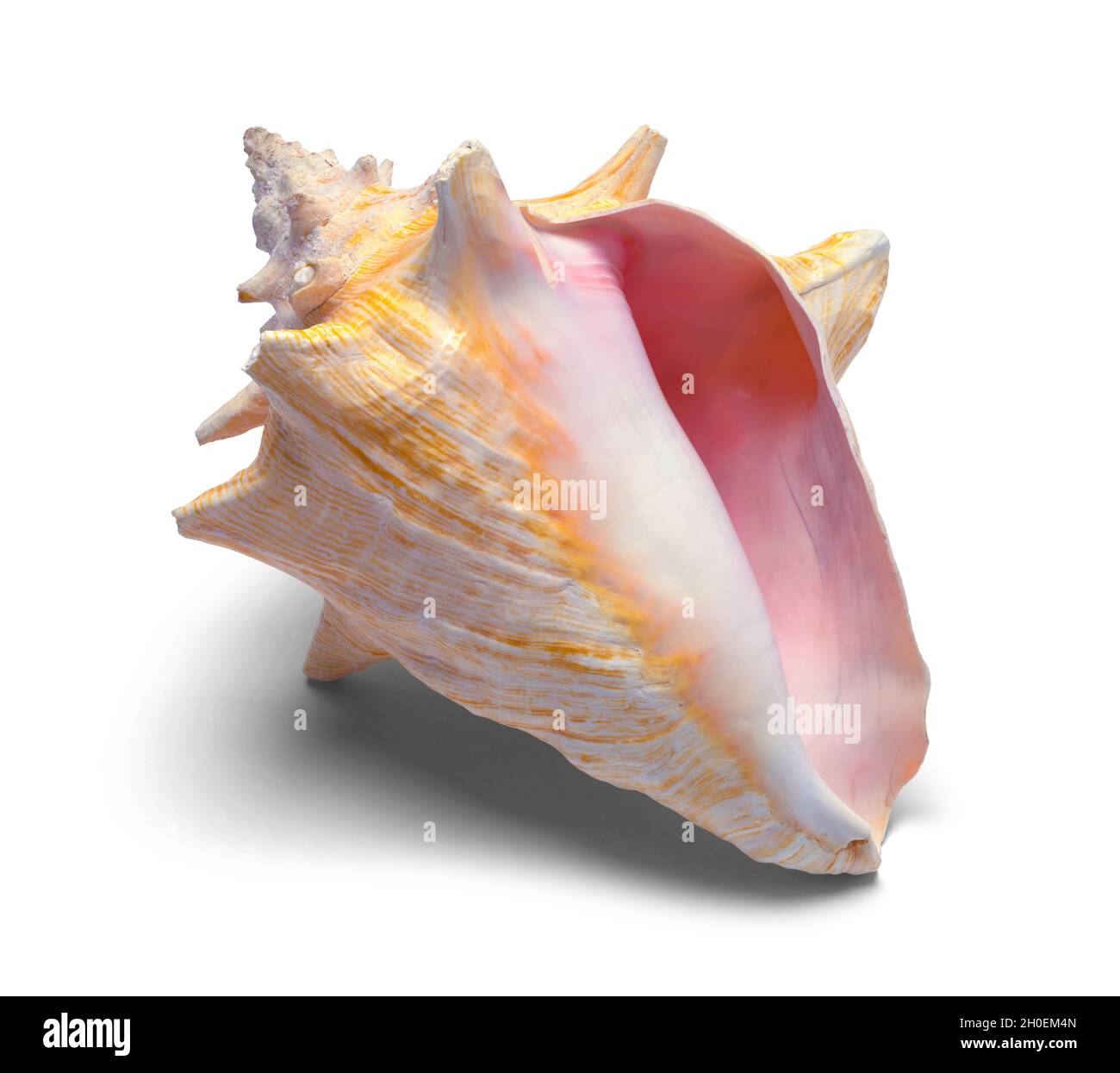 Large Conch Shell Front View Cut Out on White. Stock Photo