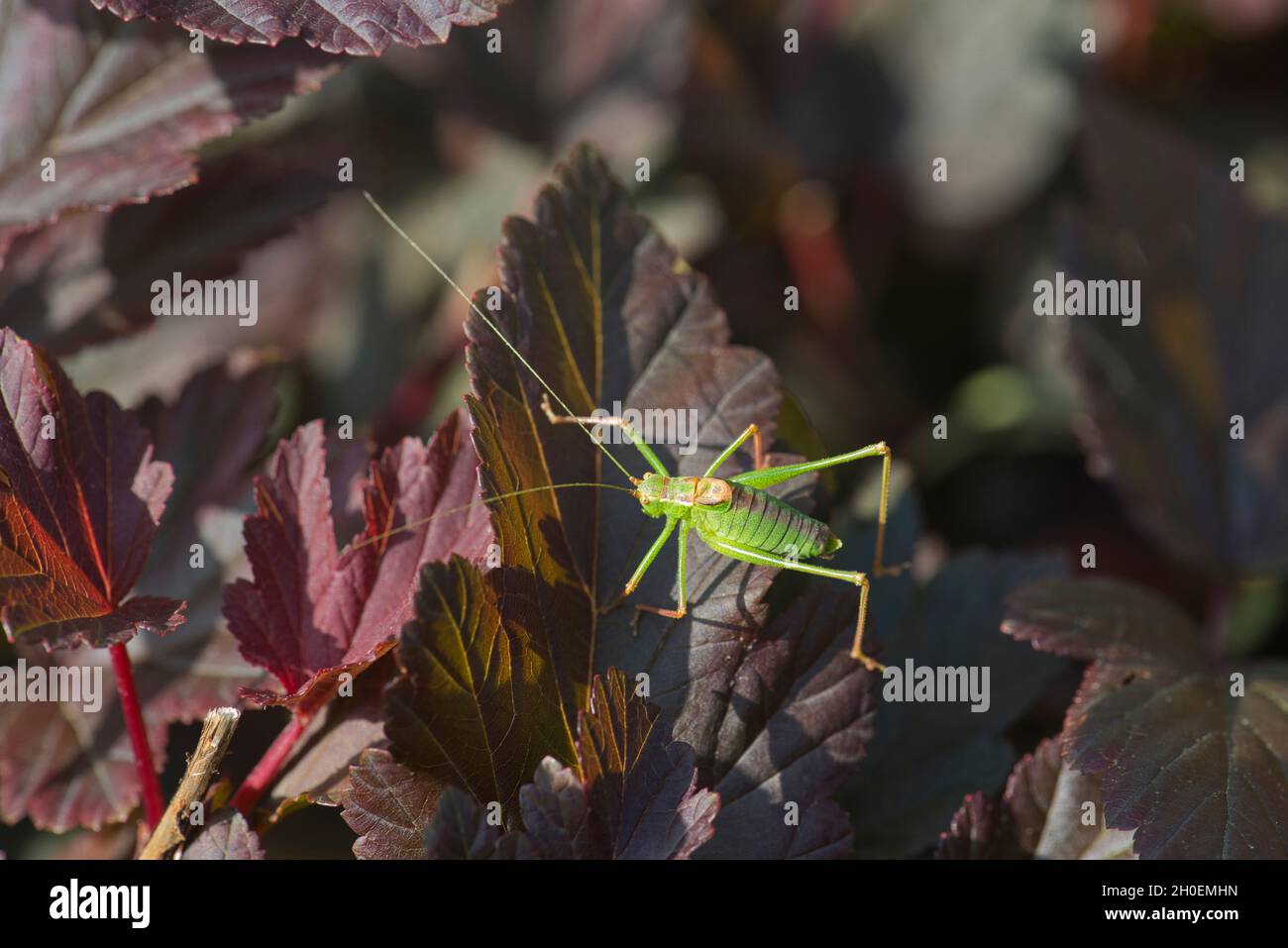 Speckled bush-cricket (Leptophyes punctatissima), male Stock Photo