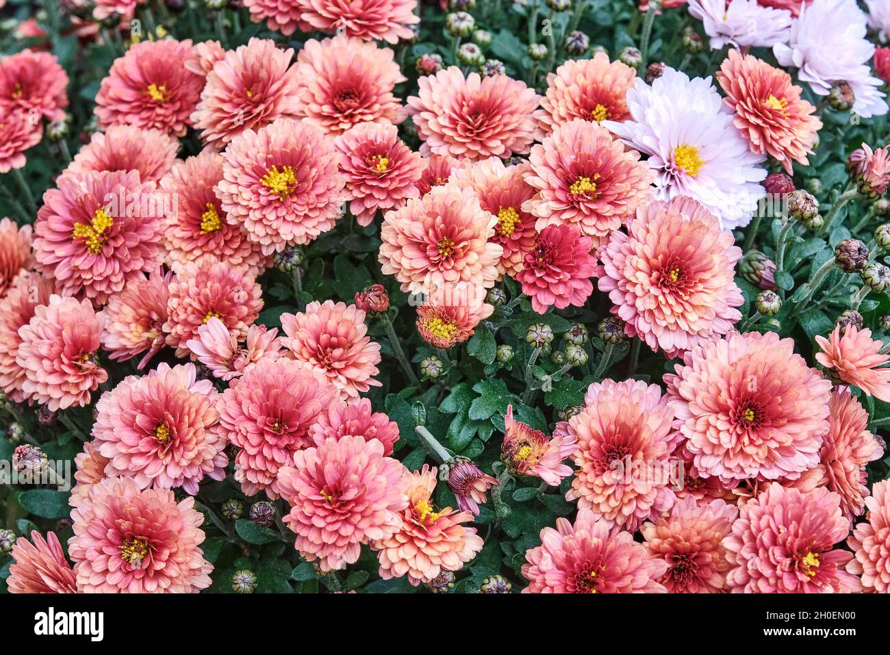 Blooming plant chrysanthemum with coral, pink flowers as floral autumn background. Stock Photo