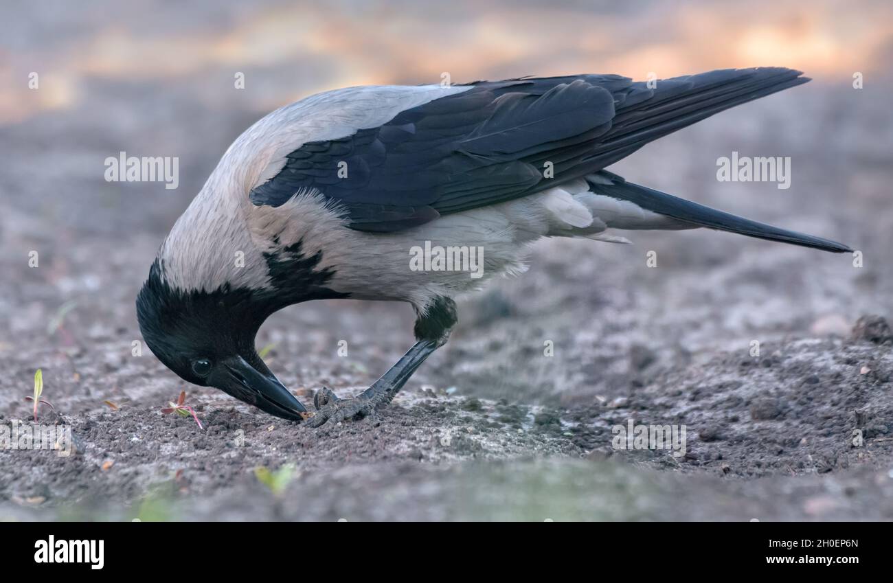 Hooded crow (Corvus cornix) feeds with beak and feet on muddy ground in early spring Stock Photo