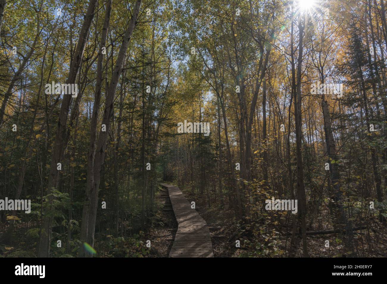 Boardwalk through the woods, elevated above the mud, along the Superior